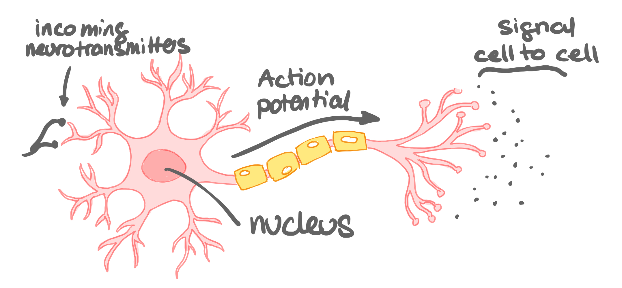 Neuron mit eingezeichnetem Aktionspotential, das vom Soma entlang des myelinisierten Axons zu den Terminalen läuft