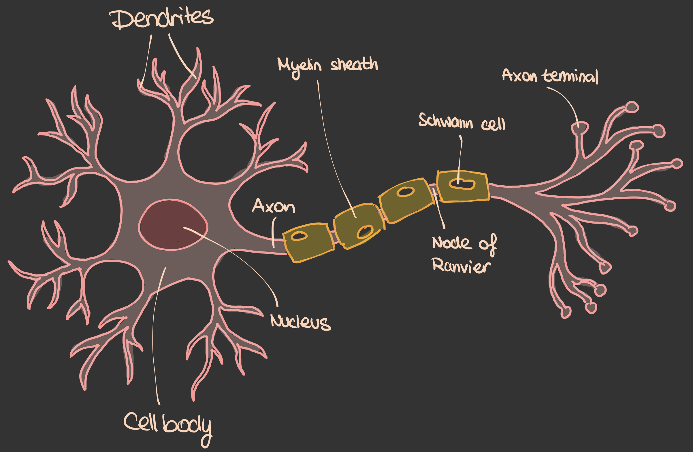 Anatomie eines Neurons mit Beschriftungen: Dendrites, Cell body, Nucleus, Axon, Myelin sheath, Schwann cell, Node of Ranvier, Axon terminal