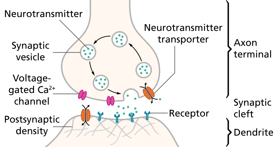 Schematische Darstellung einer chemischen Synapse mit Vesikeln, Ca²⁺-Kanälen, synaptischem Spalt und postsynaptischen Rezeptoren